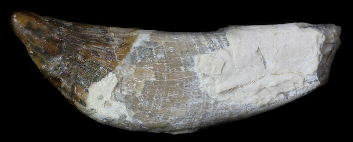 Archaeocete (Primitive Whale) Tooth - Basilosaur #36140